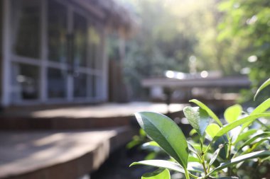 Bahçedeki bahçenin yeşil yaprakları sabah güneşinde evin arka planını bulanıklaştırıyor. Sakin ve sakin atmosferli taze doğa sahnesi