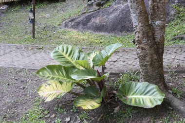 Büyük yeşil yapraklı yemyeşil bitkiler güzel desenler oluşturuyor. Doğal bahçede, ağaç gövdesinin yanında büyüyen sakin bir manzara.