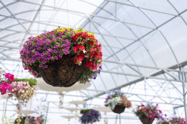 Parlak seranın içinde çiçek açan renkli petunya çiçekleriyle dolu neşeli bir sepet. Güzel fidanlıklar tavandan sarkan canlı, doğal renkler.