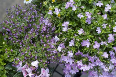 Mor çiçeğin güzel ve narin arka planı, lobelia ve Nemesia yaz bahçesinde çiçek açıyor. Canlı ve büyüleyici doğal bitki ve yeşil yaprak gösterisi