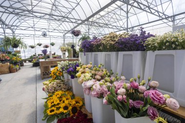 Parlak seranın içindeki neşe dolu çiçek pazarı canlı, renkli buket ekranıyla. Güzel bahçe merkezinde satılık taze çiçekler var. Huzurlu bir ortam yaratıyor.