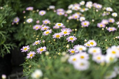 Yeşil bahçede açan küçük, narin, pembe ve beyaz papatya çiçeğini kapatın. Yumuşak odaklı büyüleyici doğal arka plan sahnesi huzur verici, güzel bir his yaratıyor.
