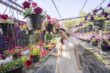 Huzurlu, mutlu Asyalı kadın bahçe serasında doğanın tadını çıkarıyor. Genç yetişkin, ilkbaharda bitkilerin fidanlığında asılı duran sepetten güzel petunya çiçeğini seçiyor.