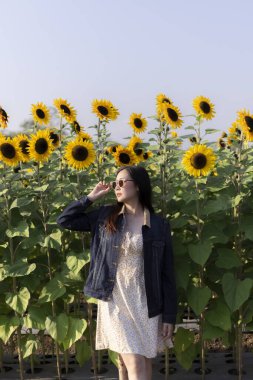 Kot ceketli mutlu Asyalı kadın güzel yaz gününün tadını çıkarıyor. Açık mavi gökyüzünün altındaki canlı ayçiçeği tarlasında rahatlamış kadın portresi. Doğada yaşam tarzı
