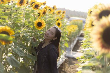 Mutlu Asyalı kadın güzel ayçiçeği tarlasında huzurlu bir yaz gününün tadını çıkarıyor. Doğada dingin bir kadın, sarı çiçek ve ılık güneş ışığı arasında mutlu.