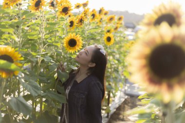 Güzel mutlu Asyalı kadın ılık yaz günbatımında engin ayçiçeği tarlasında huzurlu bir anın tadını çıkarıyor. Doğanın güzelliğine hayran olan bir kız altın saat ışığında