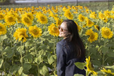 Uzun saçlı ve güneş gözlüklü mutlu genç Asyalı kadın, neşeli bir ifadeyle, canlı sarı ayçiçeği tarlasında güzel bir yaz gününün tadını çıkarırken gülümsüyor.