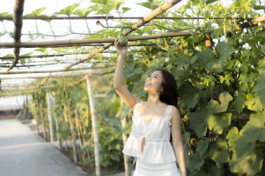Beyaz elbiseli mutlu genç Asyalı kadın doğanın ve bahçede sağlıklı bir yaşam tarzının tadını çıkarıyor. Sağlık için organik bir çiftlikteki bitkilerden taze sebze topluyorum.