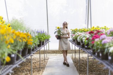 Çiçeklerle dolu seranın içinde çalışan mutlu Asyalı kadın çiçekçi. Gülümseyen yetişkin çiçek saksısını tutarken ticari bitki yuvasında yürüyordu.