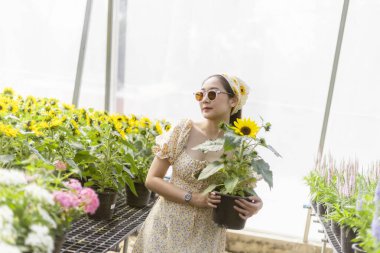 Mutlu Asyalı kadın yaz bahçesi serasında güzel ayçiçeği bitkileri alıyor. Neşeli dişi, aydınlık bir günde doğal ve rahatlatıcı bir yaşam tarzını sever.