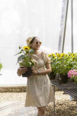 Güneşli seranın içinde güneş çiçekleri taşıyan, elbiseli ve güneş gözlüklü mutlu genç Asyalı kadın. Bahçe merkezinde bitki alışverişi yapan neşeli insan.