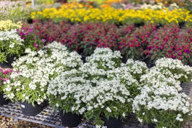 Bahçe merkezinde satılık beyaz alyssum saksılarının neşeli manzarası. Arka plandaki renkli bitkiler canlı bir sahne yaratıyor, çocuk odasında bahar ekimi için mükemmel.