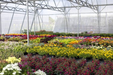 Renkli çiçek ve bitki çeşitliliğiyle dolu büyük bir seranın içinde canlı bir manzara. Bahçede çiçek açan bir sürü çiçek, bahçenin ve tarımın huzurlu manzarası.