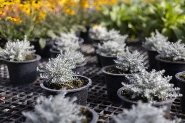 Çocuk odasında yetişen gümüş yapraklı bitkilerin serinliği. Küçük tozlu değirmenci tohumları bahçe merkezinde siyah plastik kaplar, yumuşak odaklı arka plan