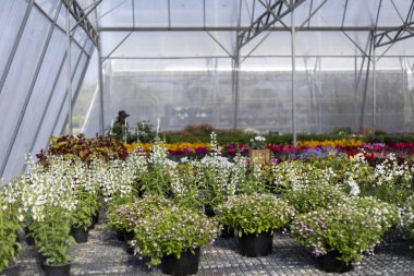 Bitki fidanlığında renkli çiçeklerle dolu canlı ticari bir sera. Huzurlu manzara, saksılarda yetişen güzel bitki örtüleriyle tarım ve bahçıvanlığı gösteriyor.