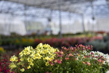 Sera fidanlığındaki çiçek bitkisinin canlı ve renkli arkaplanı. Bu güzel sahne bahçıvanlığı, baharı ve tazeliği temsil ediyor.