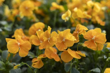 Yaz bahçesinde açan canlı sarı nonoş çiçeğinin neşeli yakın çekimi. Narin yaprakları ve yeşil yaprakları olan güzel viyola bitkisi doğal güzelliği gösterir.