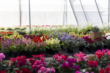 Satılık renkli çiçeklerle dolu canlı bir sera. Bahçe merkezinde çiçek açan saksı bitkileri, bahçeciler için huzurlu bir manzara.