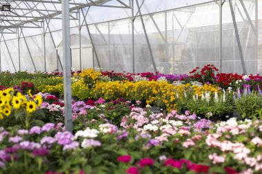 Ticari serada çiçek açan canlı renkli çiçeklerin huzurlu manzarası. Çocuk odasında bol bol yetişen taze bitkiler, bahçıvanlık için güzel bir konsept.
