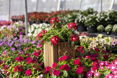 Bitki yetiştirme serasının içindeki güzel ve renkli çiçek bahçesi. Canlı bahçıvanlık için kırmızı yapraklı bitkiler huzurlu ve huzurlu bir atmosfer yaratır.