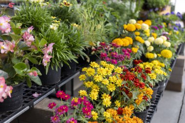 Renkli çiçek ve saksılar bahçe merkezinde sergileniyor. Çocuk odasında satılık neşeli sarı çiçek, bahar ve yaz için canlı bir manzara bahçe hobisi.