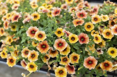 Canlı sarı turuncu kırmızı kalibreli çiçek bahçede açar. Mini petunya çiçeğinin neşeli yaz arkaplanı güzel renkli yapraklarla çiçek açar.