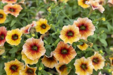 Canlı turuncu, sarı ve kırmızı kalibreli çiçeklerden oluşan neşeli bir demet. Güzel çiçek arkaplanı yaz ya da bahar bahçıvanlık temaları için mükemmel