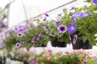 Mor petunya çiçekli ve çiçek açmış neşeli bir sepet. Yeşil yapraklı güzel çiçek dekoru seranın içinde canlı bir his yaratıyor.