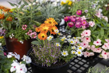 Bahçedeki güzel bahar ve yaz çiçeklerinin canlı ve renkli bir koleksiyonu. Arka planda pek çok saksı bitkisi neşeli ve canlı bir açık hava manzarası yaratıyor.