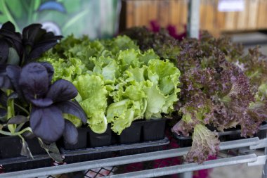 Açık hava pazarında satılık mor fesleğenli taze yeşil ve kırmızı marul fideleri. Bahçe işleri için canlı, sağlıklı organik sebzelere yakın bir bakış açısı.