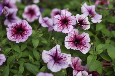 Güzel mor petunya çiçeği yemyeşil bahçede çiçek açıyor. Neşeli hissettiriyor. Doğada canlı bir bitki. Detaylı bitki örtüsü, yaz çiçeklerinin narin güzelliğini gösteriyor.