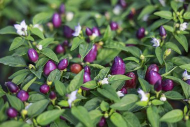 Bahçedeki kırmızı biberin üzerinde büyüyen canlı mor biber. Yeşil yapraklı taze sebze ve beyaz çiçek baharatlı yemek severler için güzel bir sahne oluşturur.