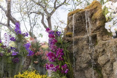 Huzurlu tropikal bahçede, kaya şelaleli güzel mor orkide çiçeği. Barışçıl ve sakin doğa arka planı botanik güzelliği ve manzara tasarımını gösteriyor