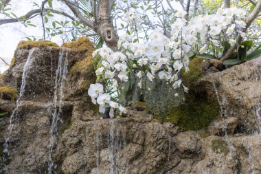 Güzel beyaz orkide çiçekleri ve yeşil yosunlarla süslenmiş kayalık kayalıkların üzerinden sakin bir şelale akıyor. Bu sakin doğa sahnesi huzurlu ve yeni bir geçmiş sağlıyor.