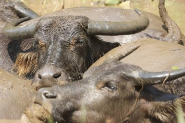 Çamurda dinlenen iki su bufalosu. Sakin, doğal ortamlarındaki vahşi hayata yakın bir bakış açısı. Huzurlu hayvanlar mutlu görünüyor, gözleri kapalı olanlar.