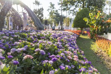Canlı halk parkında sakin bir çiçek tarlası, güzel çiçek desenleri sergileniyor. yeşil yapraklı mor ve pembe çiçek güneşli bir günde huzur verici bir manzara yaratır.
