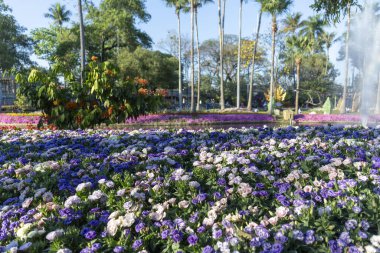 Kamu parkındaki güzel mor çiçek bahçesi manzarası, huzurlu doğa manzarası. Renkli arka planı olan canlı bir açık hava, sakin bir bahar havası yaratır.