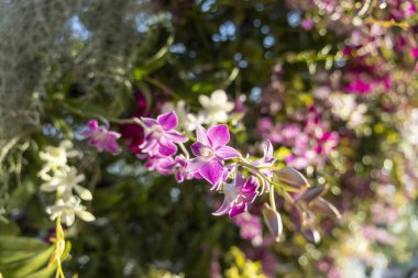 Güzel mor orkide ve bahçesinde açan beyaz çiçek. Yeşil yapraklı narin çiçek ve yumuşak odaklı arka plan huzurlu ve doğal bir manzara yaratır.