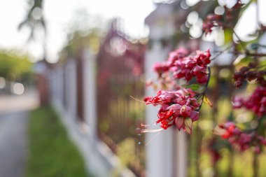 Güzel kırmızı çiçek çitin yanındaki sessiz bahçede çiçek açıyor. Sıcak güneş ışığıyla bir doğa sahnesi. Yaz günü huzurlu ve huzurlu bir his yaratıyor.