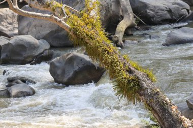 Yeşil yosunlarla kaplı devrilmiş ağaç dalının sakin manzarası akan nehrin üzerinde yatıyor. Huzurlu ve huzurlu doğal manzara. Ormandaki gri kayaların üzerinden akan su.