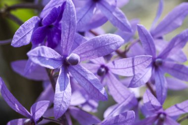 Huzurlu bahçede açan güzel mor çiçeklerin canlı yakın çekimi. Bu tropikal bitkinin narin menekşe yaprakları ilkbaharda şaşırtıcı doğal bir zemin oluşturur.