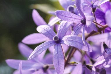 Bereketli bahçede çiçek açan güzel mor çelengin serinliği. Doğada çiçek açan narin mor taç yaprakları botanik detaylarını ve tazeliğini gösterir.