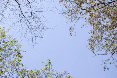 Taze yeşil yapraklı ağaç dalları tarafından çerçevelenmiş berrak mavi gökyüzüne sakin bir bakış. Baharda bu sakin doğa arka planı huzurlu ve umut dolu bir duyguyu çağrıştırıyor.