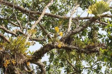 Büyük bir ağaç dalında yetişen tropikal orkide ve eğreltiotu bitkilerinin sakin manzarası. Vahşi doğanın ve simbiyotik yaşamın güzel bir gösterisi