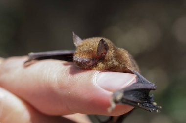 Küçük kahverengi yarasa, küçük memeli, sakince insan parmağında dinleniyor. Hassas ve savunmasız vahşi yaşam, doğa tarafından korunma ve özen gösterilirken yakalanır.