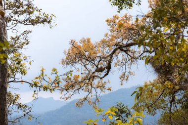 Ağaç dallarının bulunduğu huzurlu bir doğa manzarası. Sonbahar yapraklarıyla dağ ve gökyüzü arka planına yaslanmış. Açık havada dinlenmek için huzur ve sükunet hissi yaratıyor.