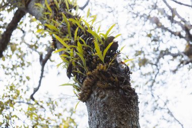 Canlı yeşil yaprak büyümesi ve kabukta büyüyen küçük eğreltiotu bitkisiyle kaplı kaba ağaç gövdesine bakmak. Doğal orman çevresi doğaya huzur ve huzur getirir.