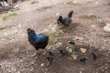 Sakin, koruyucu bir siyah tavuk, küçük yavru civciv sürüsünü engebeli topraklarda gezdiriyor. Güzel tarım ortamında, barışçıl hayvan doğasını gösteriyor.