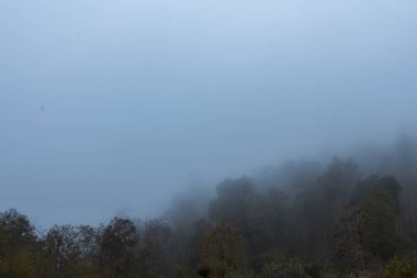 Yoğun sabah sisi ile kaplı, sakin, sakin, doğa güzelliğinin altını çizen gizemli bir atmosfer yaratan sakin bir manzara.