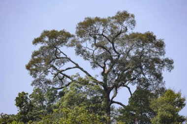 Büyük yeşil gölgelikli görkemli ağaç ve parlak gökyüzüne karşı karmaşık bir dal yapısı var. Orman doğasının huzurlu manzarası, açık havada güçlü bir büyüme gösteriyor.